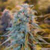 Blue Dream Seeds