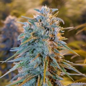 Blue Dream Seeds
