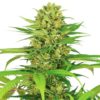Bubblegum Kush Seeds