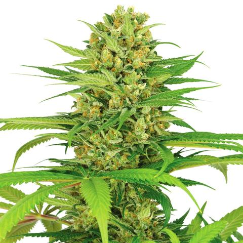 Bubblegum-Kush-Seeds.jpg Bubblegum Kush Seeds