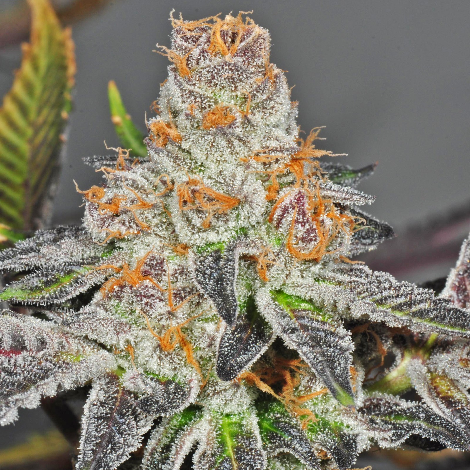 Buy-Girl-Scout-Cookies-Seeds-online.jpg Girl Scout Cookies Seeds