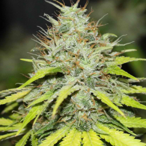 https://marijuanastoreonline.com/product-category/420-mail-order-marijuana-strains/