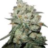 OG Kush Seeds
