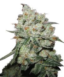 OG Kush Seeds