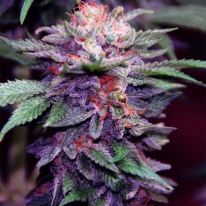 Purple Haze Seeds