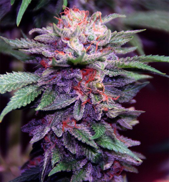 Purple-Haze-Seeds-557x600-1.jpg Purple Haze Seeds