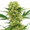 AK-47 Seeds