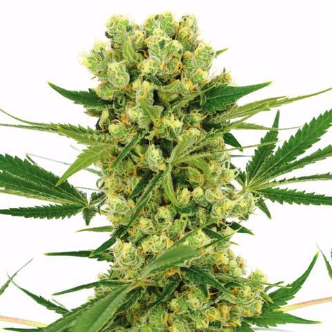 amnesia-haze-marijuana-seeds_large.jpg AK-47 Seeds