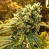 Sour Diesel Seeds