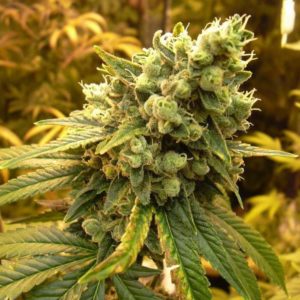 Sour Diesel Seeds