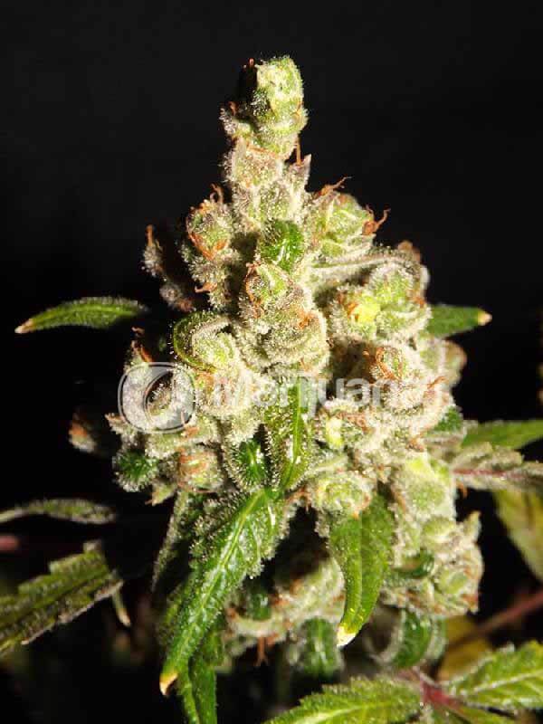 strawberry-cough-feminized-seeds-600x800x104.jpg Strawberry Kush Seeds