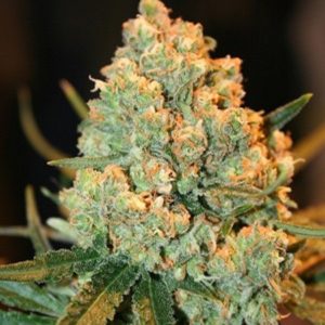 Exotic Weed