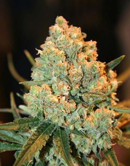 Exotic Weed