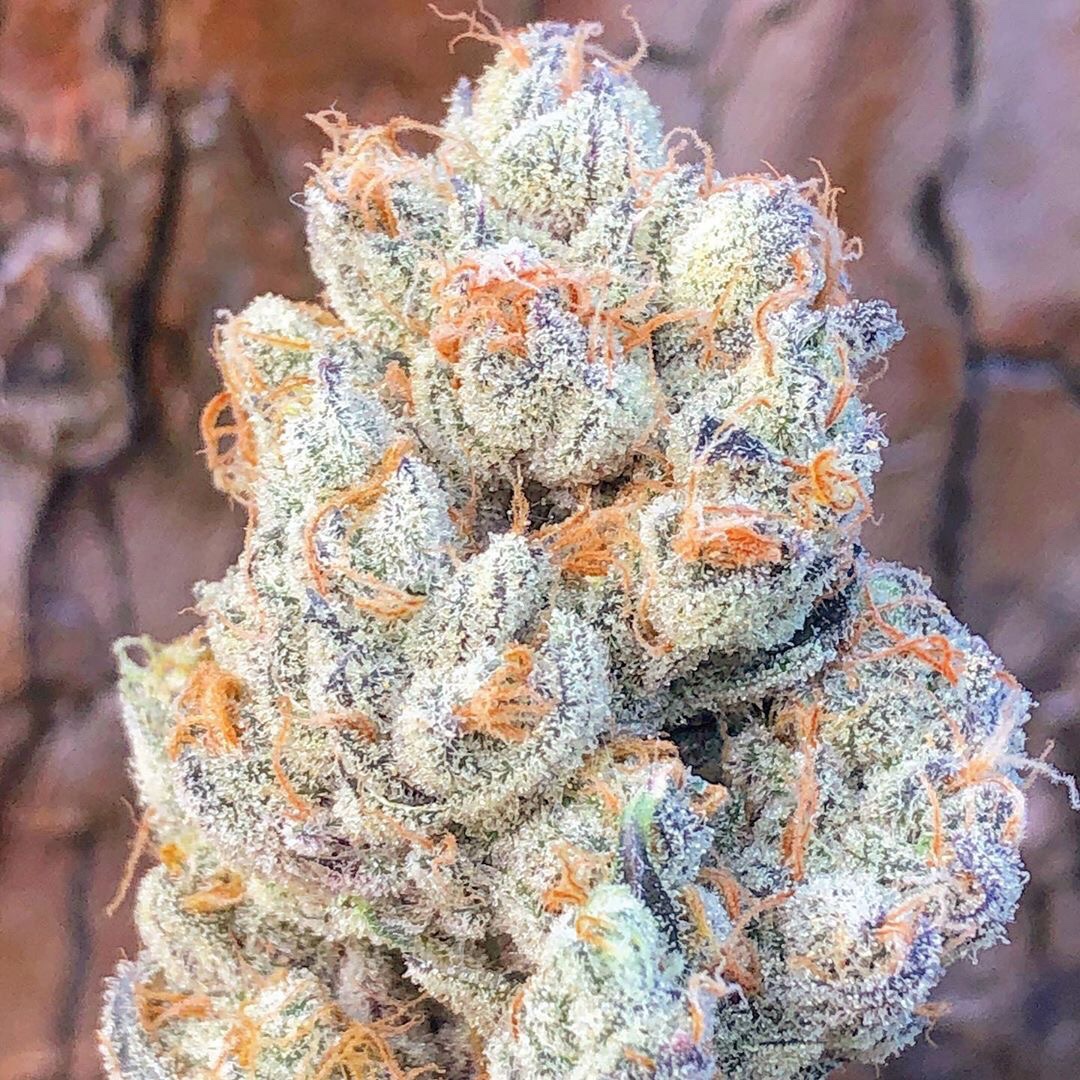 Berry White Strain Buy Weed Marijuana Online
