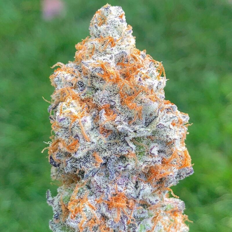 Buy real weed online cheap