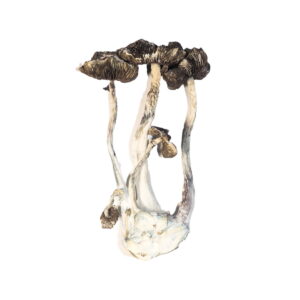 albino mushrooms