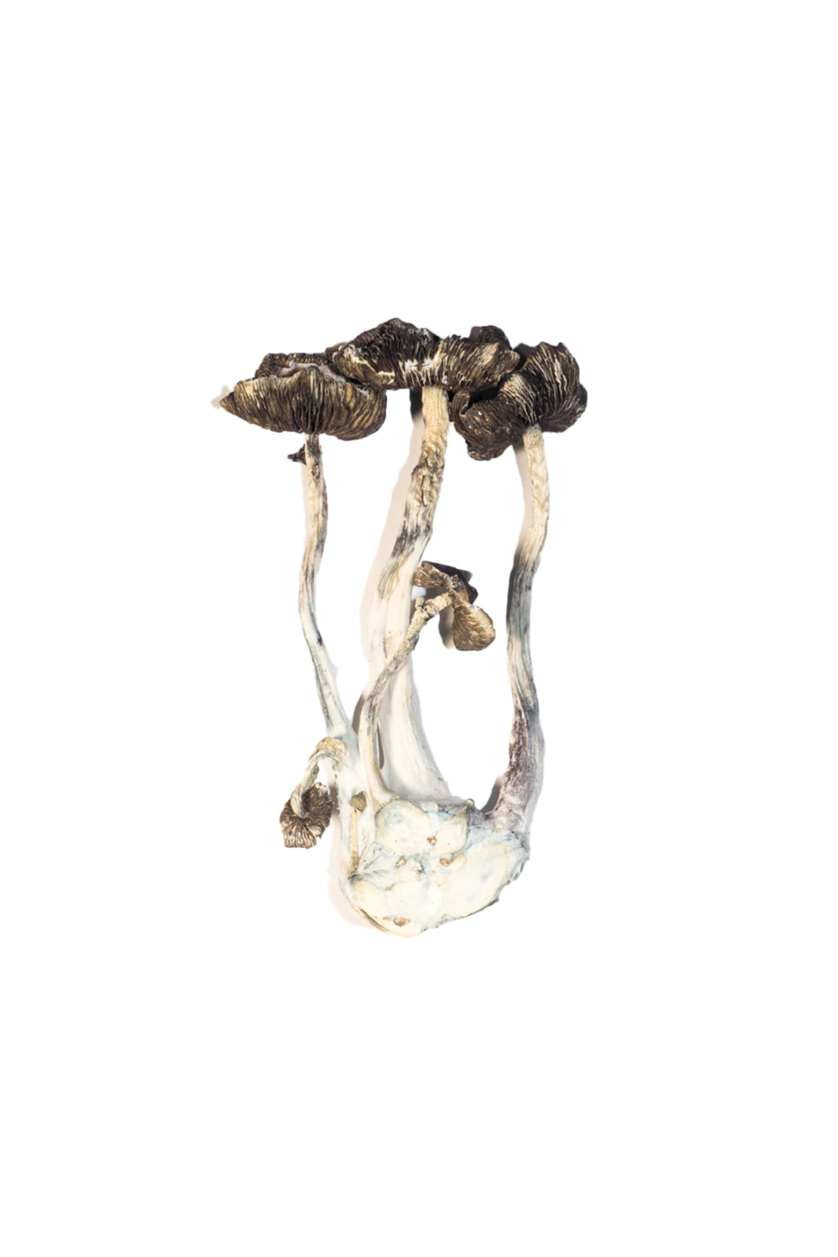 Albino-A-Magic-Mushrooms-6 albino mushrooms