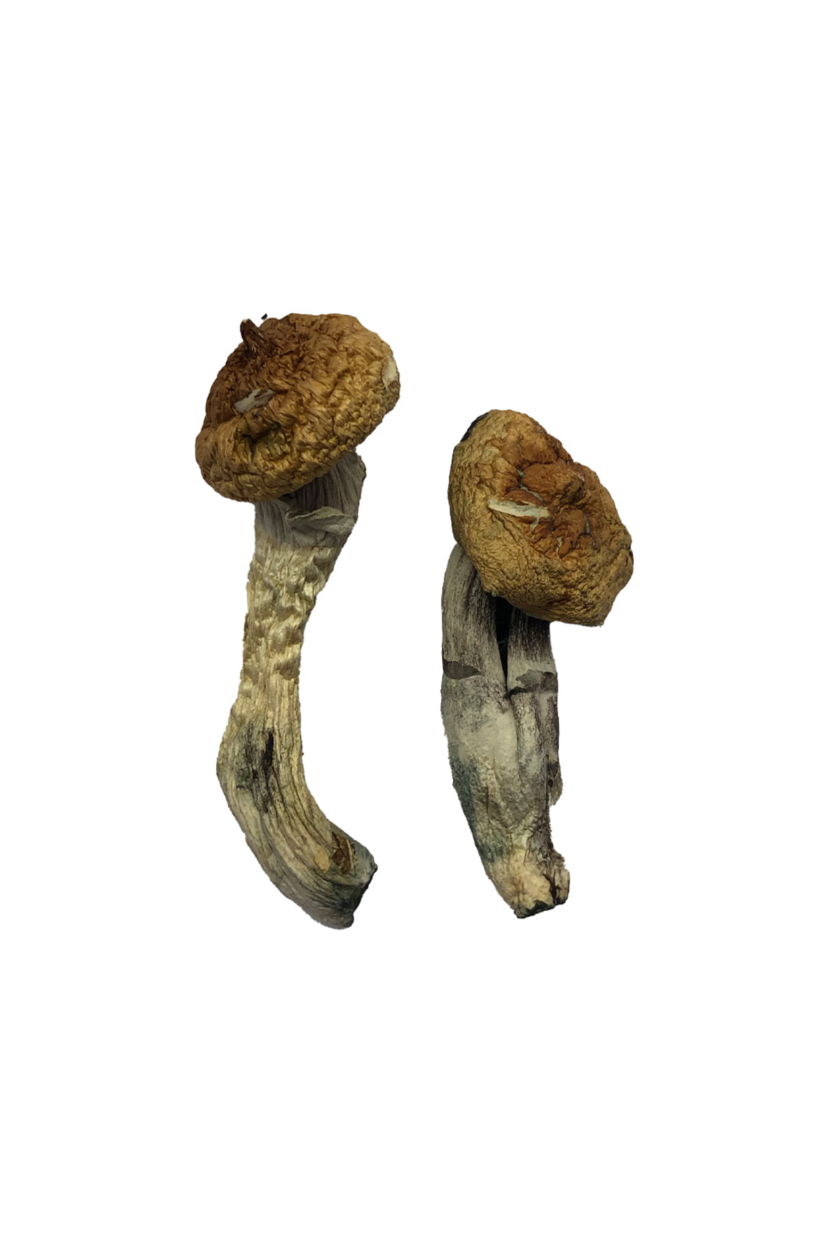 Amazonian-Shrooms