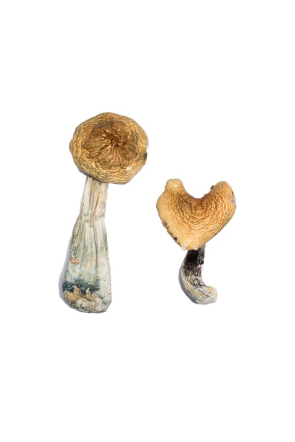 McKennaii-Shrooms-600x900 McKennaii