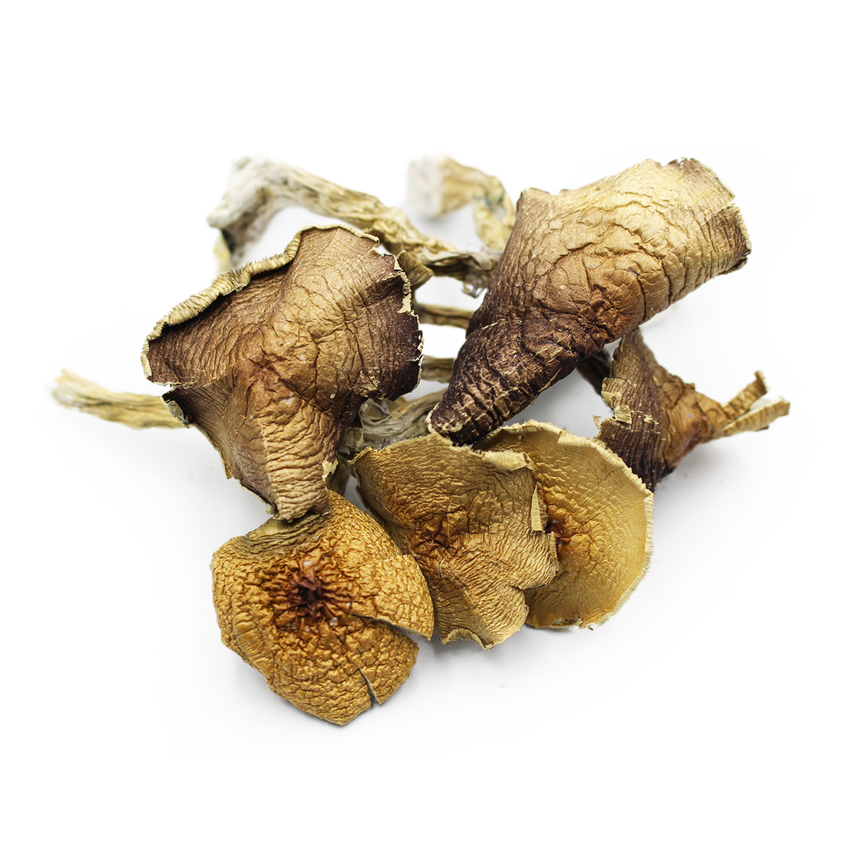 albino-shroom-1 albino mushrooms