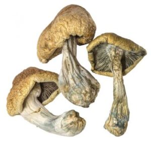 Cambodian Mushrooms