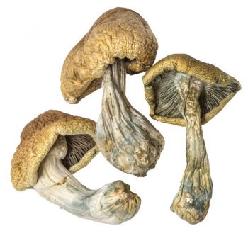 cambodian-cubensis-800x900-1-1-350x350 Cambodian Mushrooms